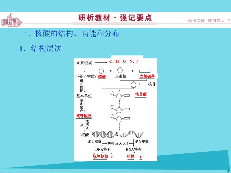 高考生物总复习 第1单元 第4讲 遗传信息的携带者课件_第3页