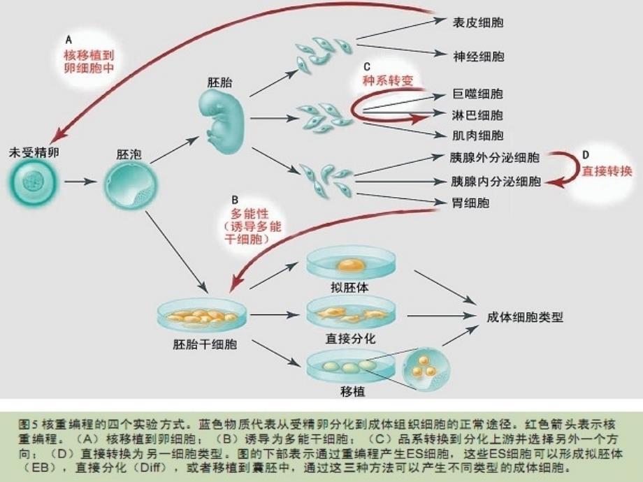 13细胞的分化衰老凋亡和癌变_第3页