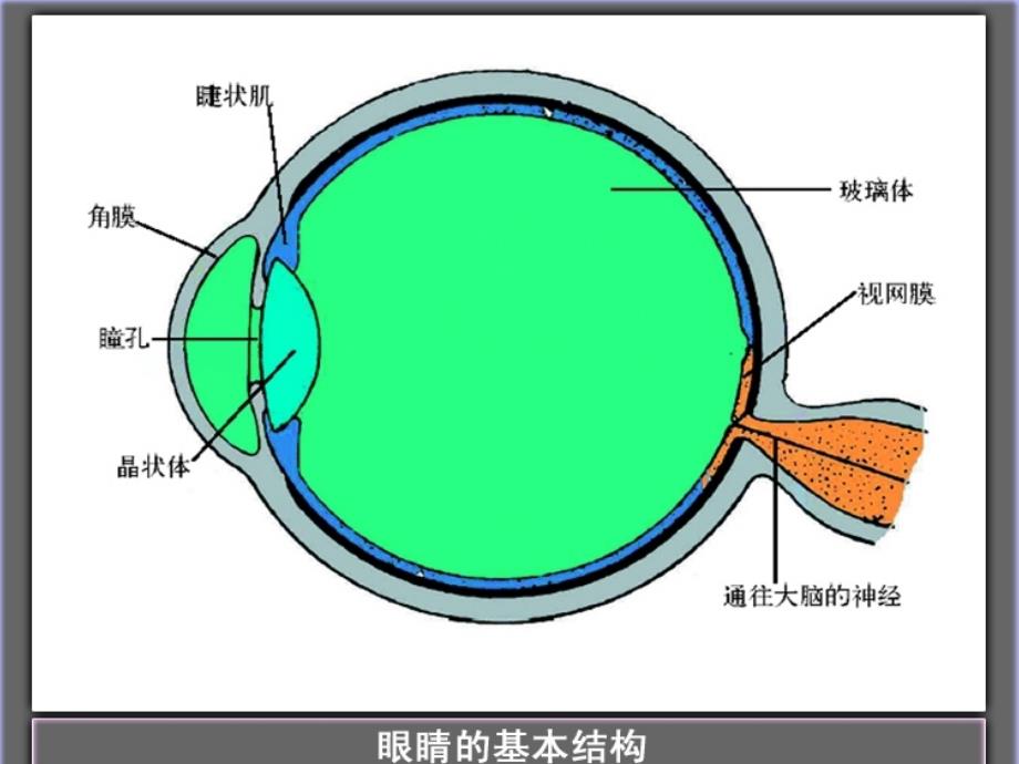 【中小学健康教育课件】神奇的眼睛_第2页