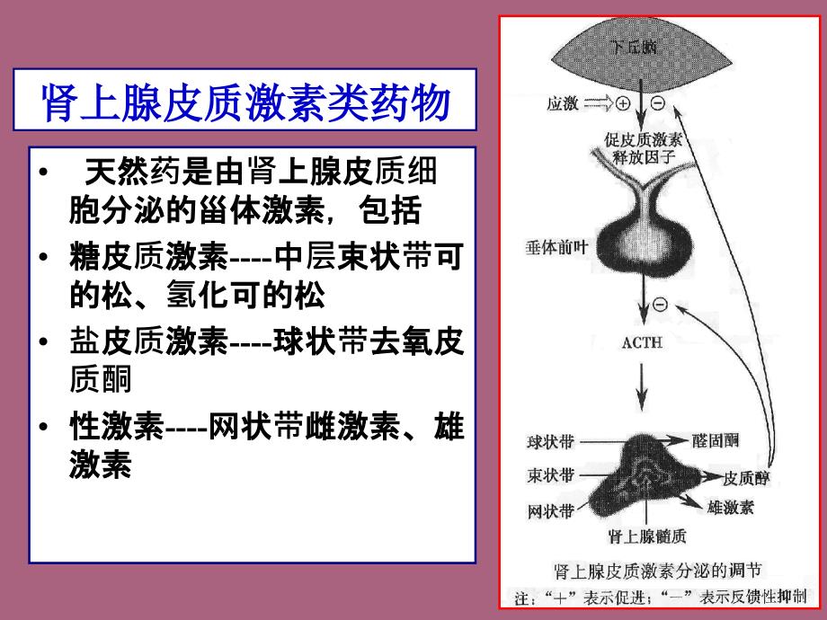 糖皮质激素类药物ppt课件_第3页