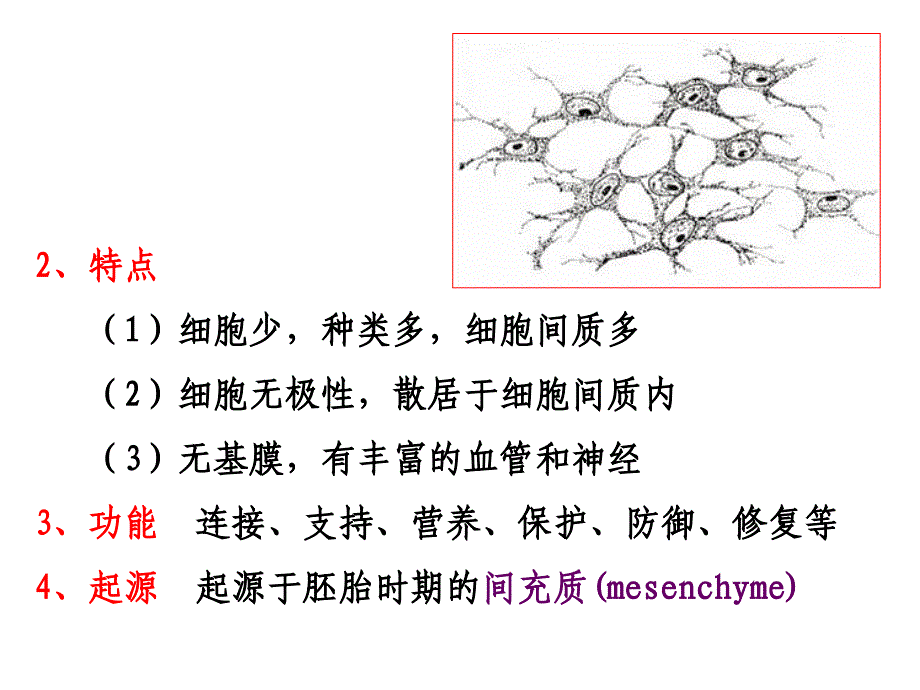 第3章结缔组织课件_第4页