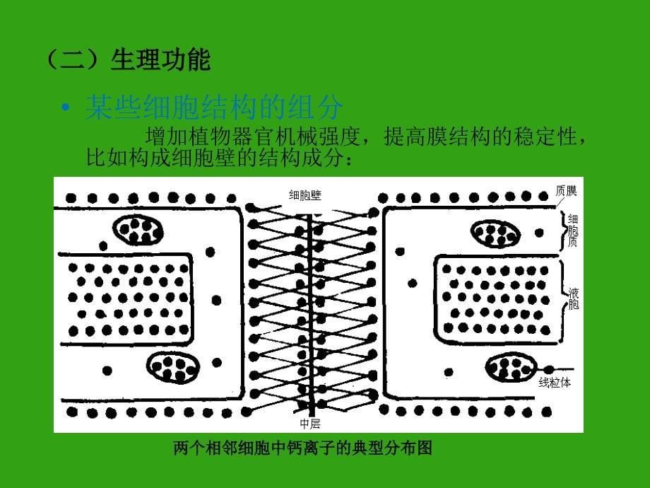 植物钙素营养_第5页