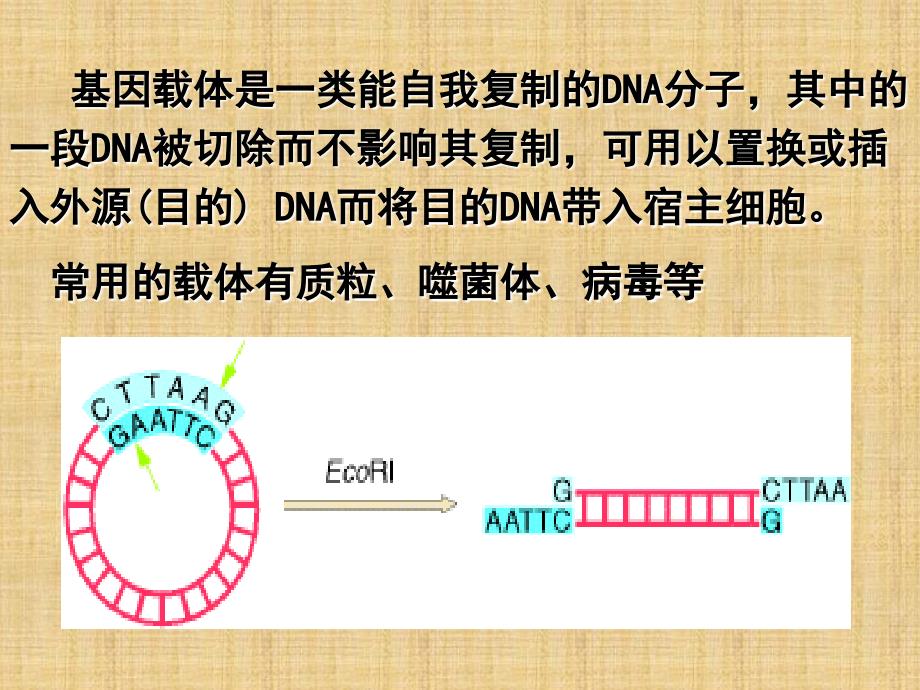 质粒种类与应用_第2页