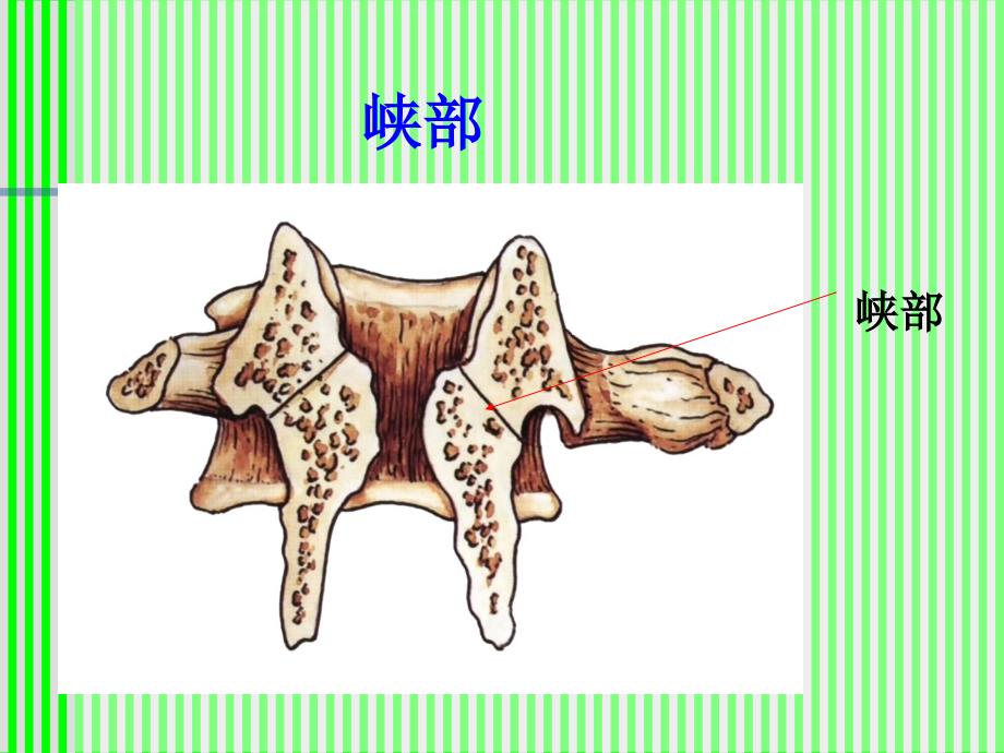 脊柱脊髓应用解剖课件_第4页