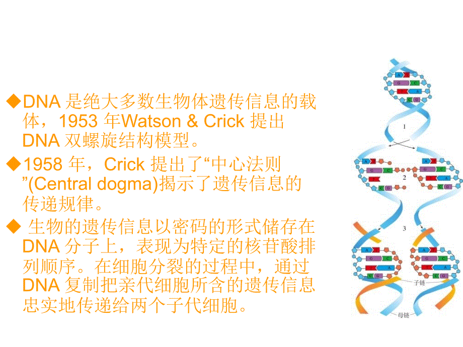 DNA复制的基本特征_第2页