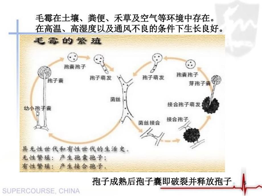 毛霉文档资料_第5页