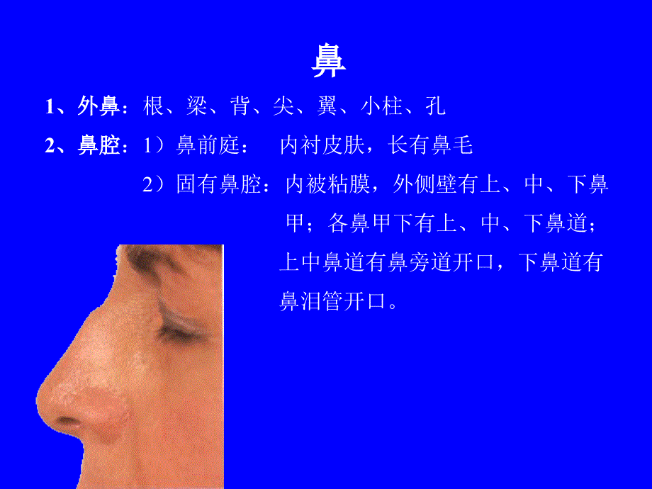 系统解剖学呼吸系统鼻_第2页