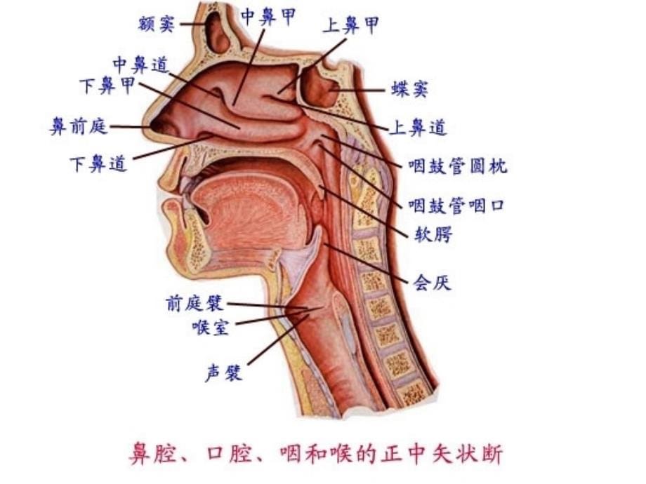 系统解剖学呼吸系统鼻_第5页