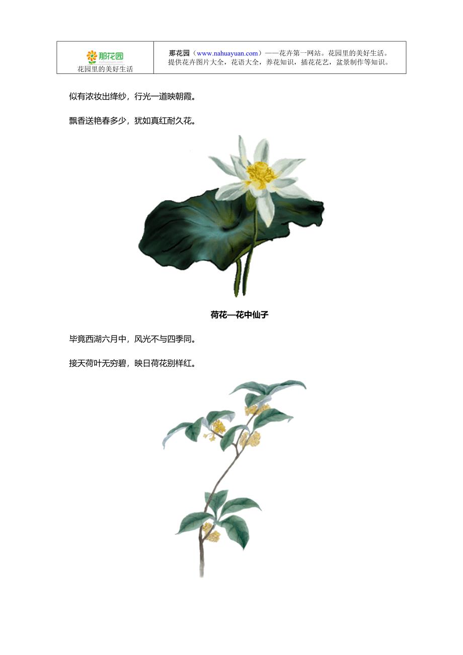 中国十大名花花诗欣赏.doc_第4页