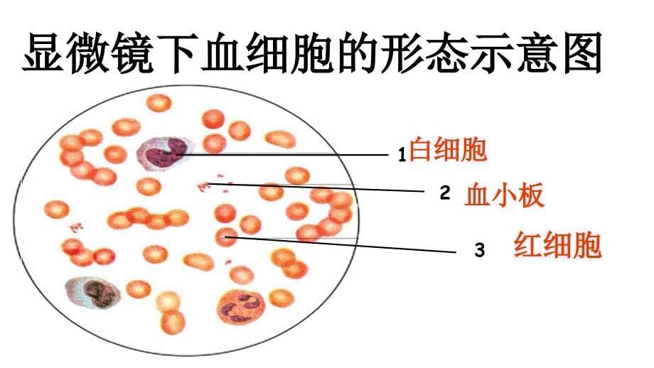 人体内的物质运输_第5页