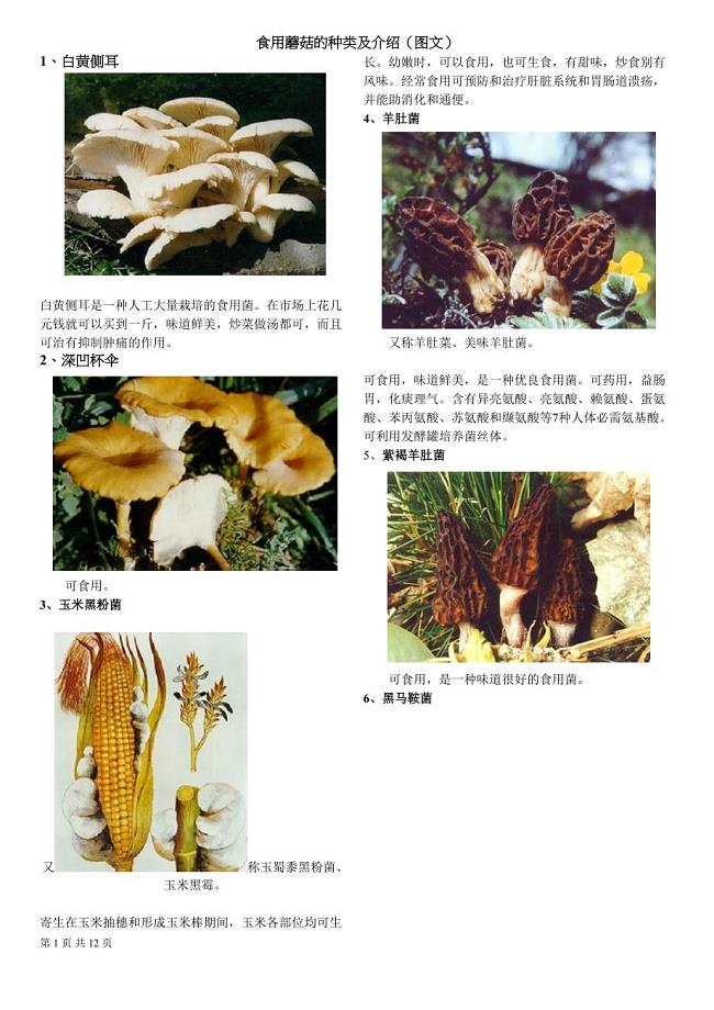 食用蘑菇的种类及介绍(图文)(DOC 12页)
