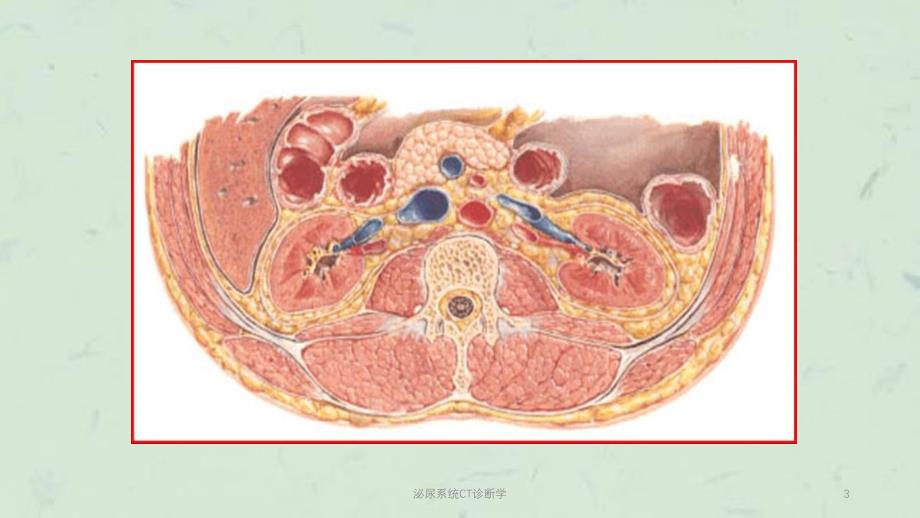 泌尿系统CT诊断学课件_第3页