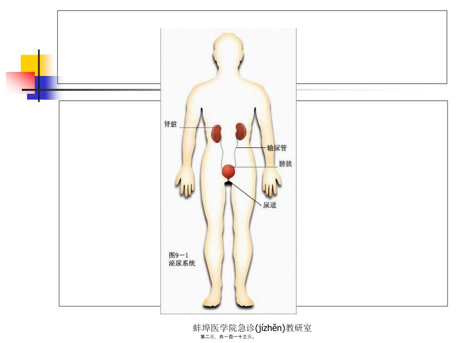 医学专题—泌尿与男性生殖系lgy18508_第2页