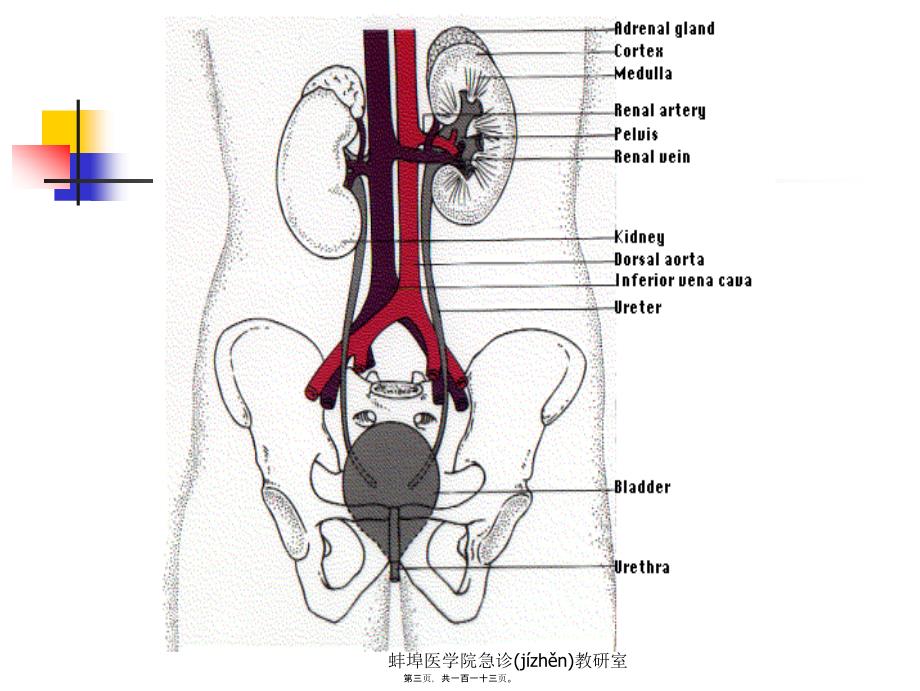医学专题—泌尿与男性生殖系lgy18508_第3页