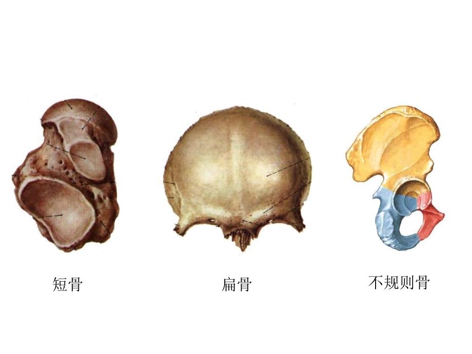 第二章运动系统11_第3页