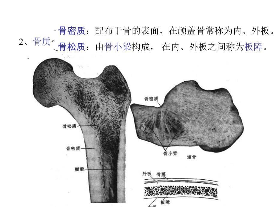 第二章运动系统11_第5页