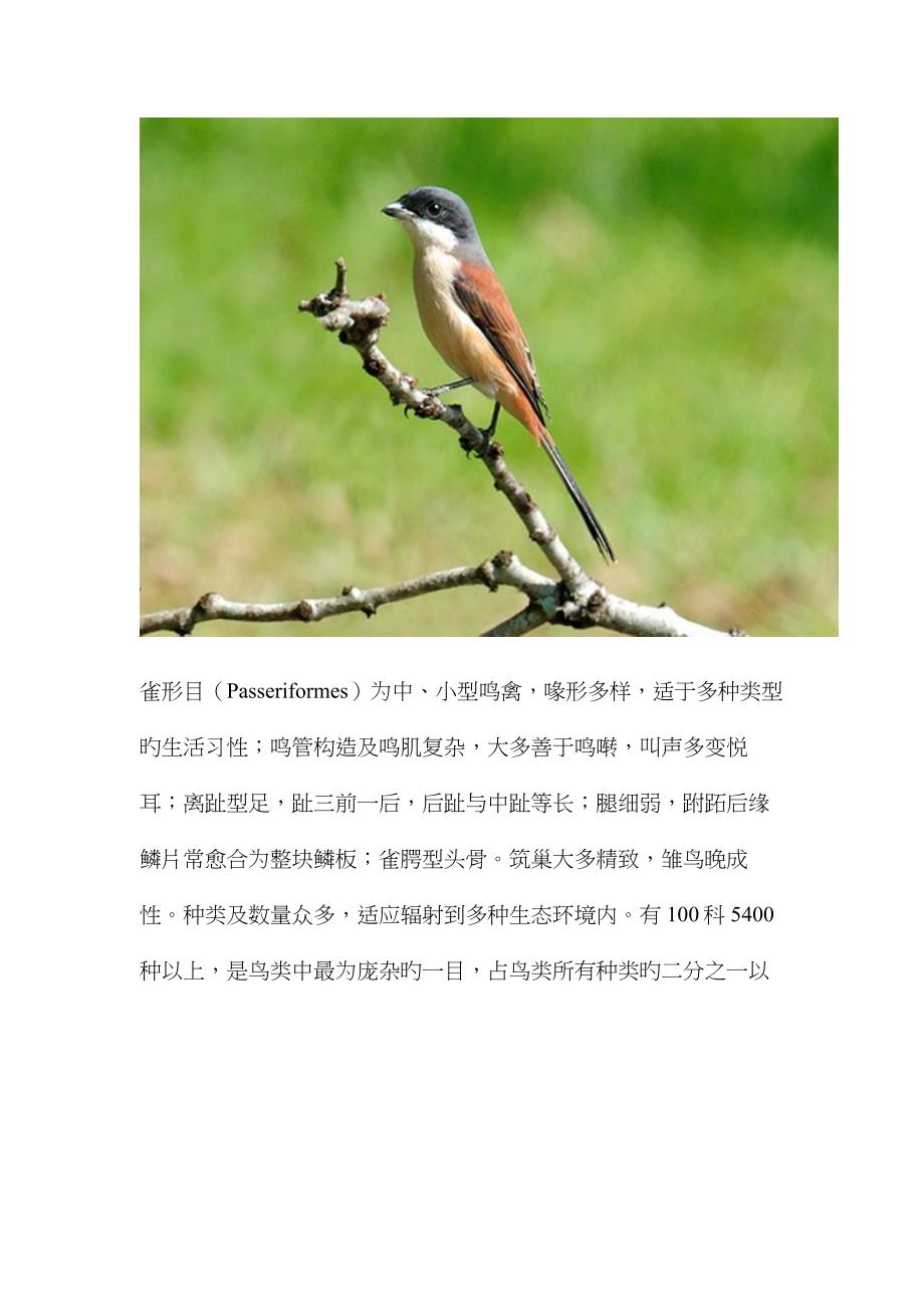 雀形目鸟类特点分布区域_第1页