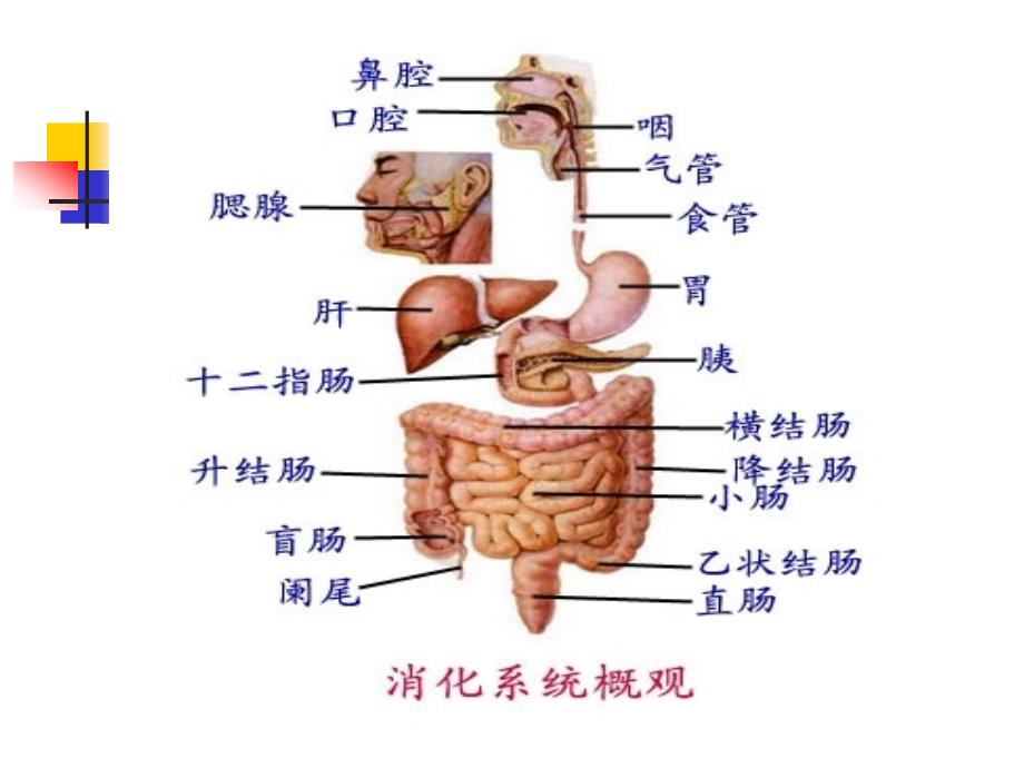 上消化道出血临床指南PPT课件_第4页