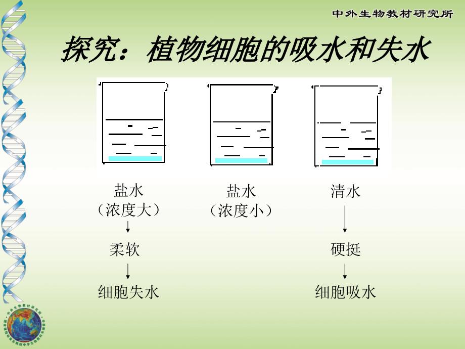 植物生长需要水和无机盐.ppt_第3页