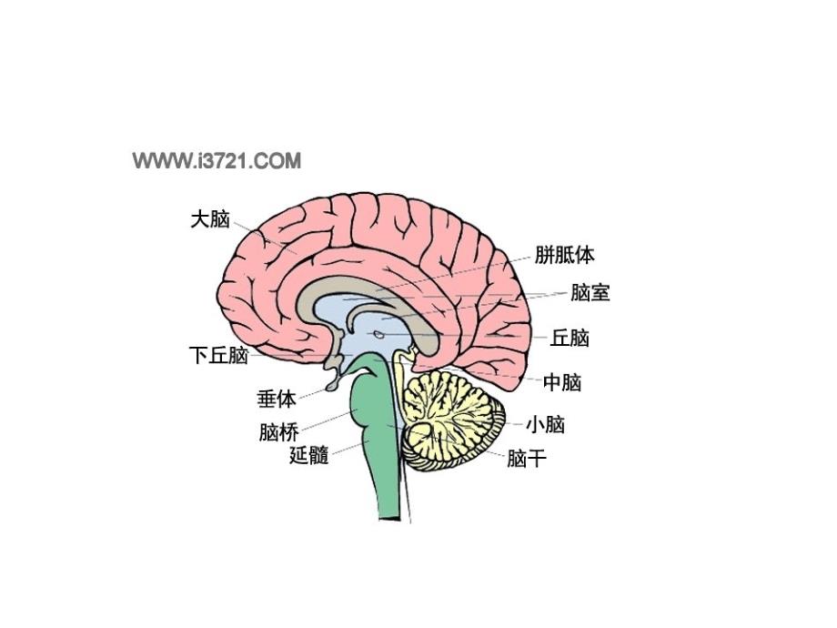 第三节脑和脑神经_第2页