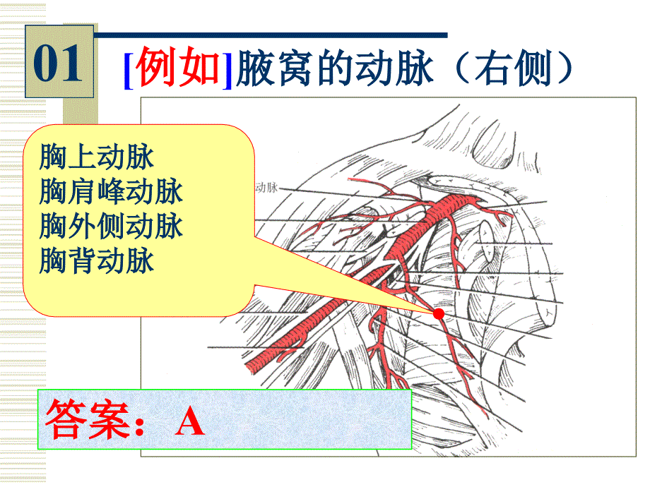 局部解剖实验考_第2页