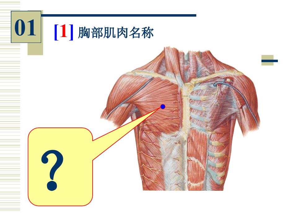 局部解剖实验考_第3页