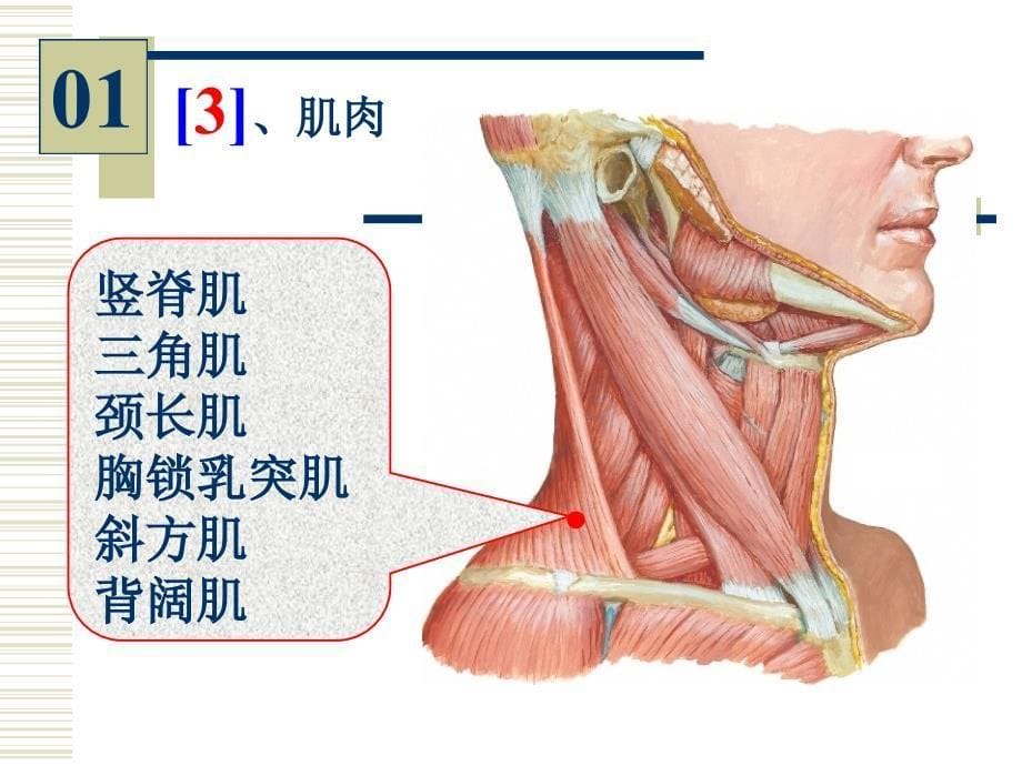 局部解剖实验考_第5页