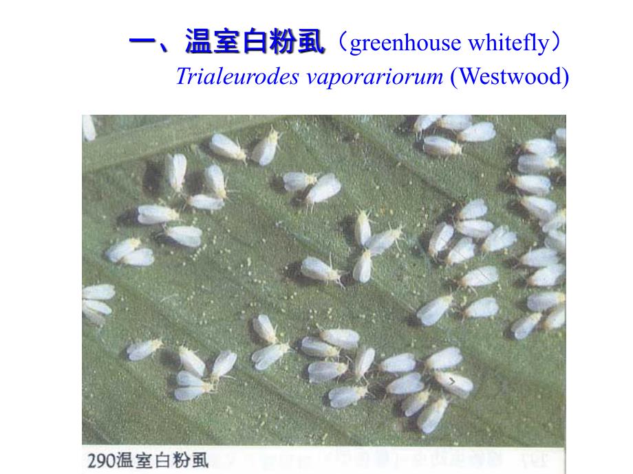 园艺昆虫学（昆虫学通论）：第八节 保护地蔬菜害虫_第3页