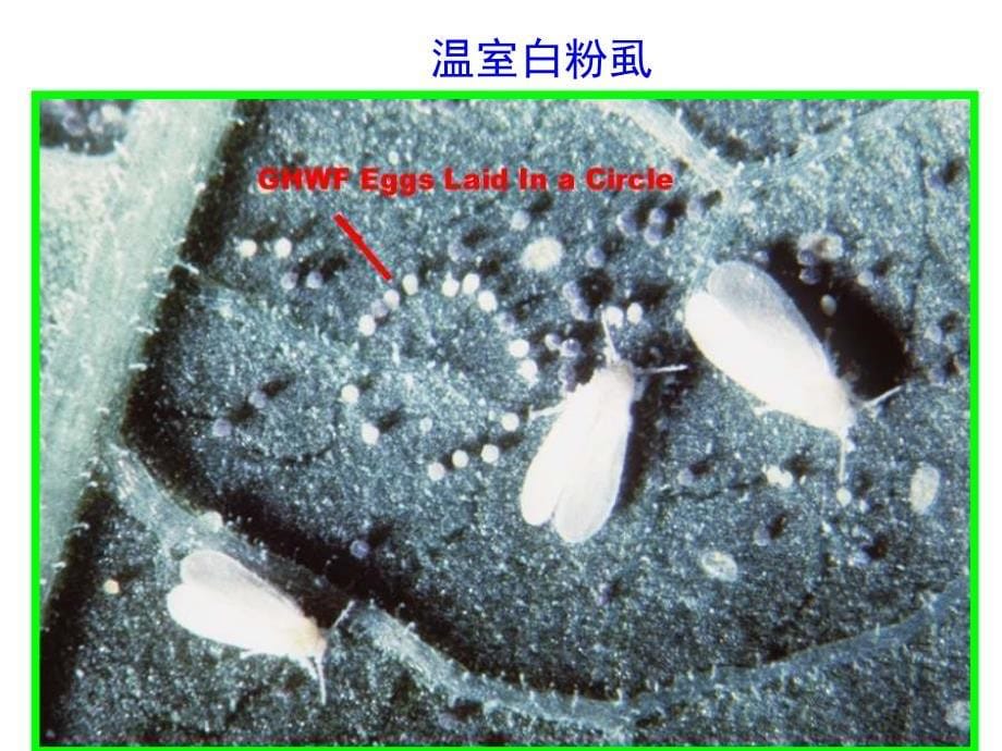 园艺昆虫学（昆虫学通论）：第八节 保护地蔬菜害虫_第5页