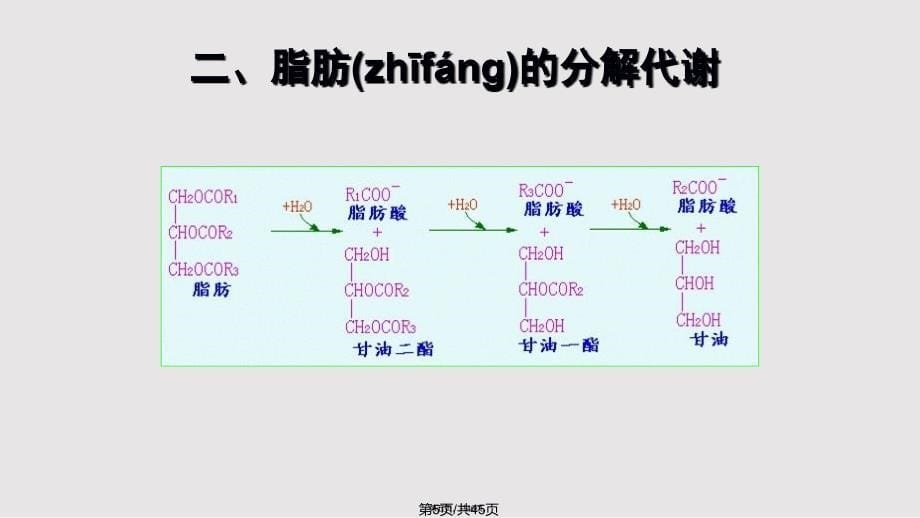 6脂类代谢1实用教案_第5页