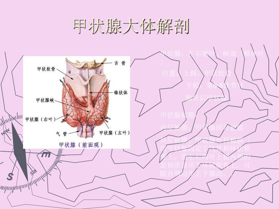 甲状腺相关疾病ppt课件_第4页