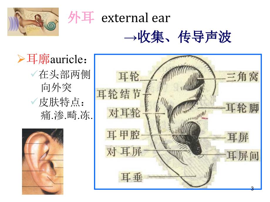 推荐精选耳解剖及生理_第3页