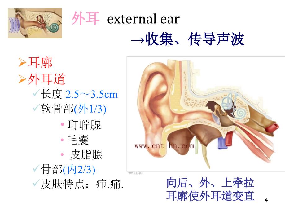 推荐精选耳解剖及生理_第4页