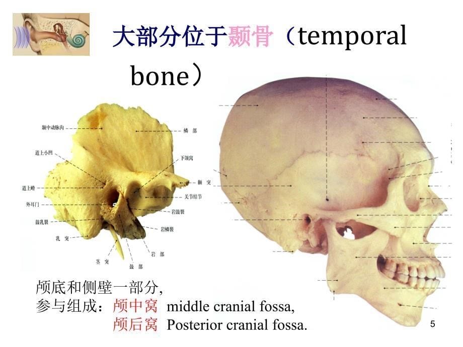 推荐精选耳解剖及生理_第5页