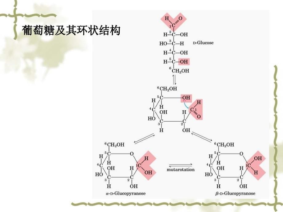 第七章糖类化合物代谢_第5页