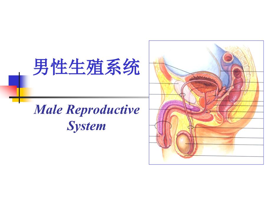 组织与胚胎学课件：17 男性生殖系统_第1页