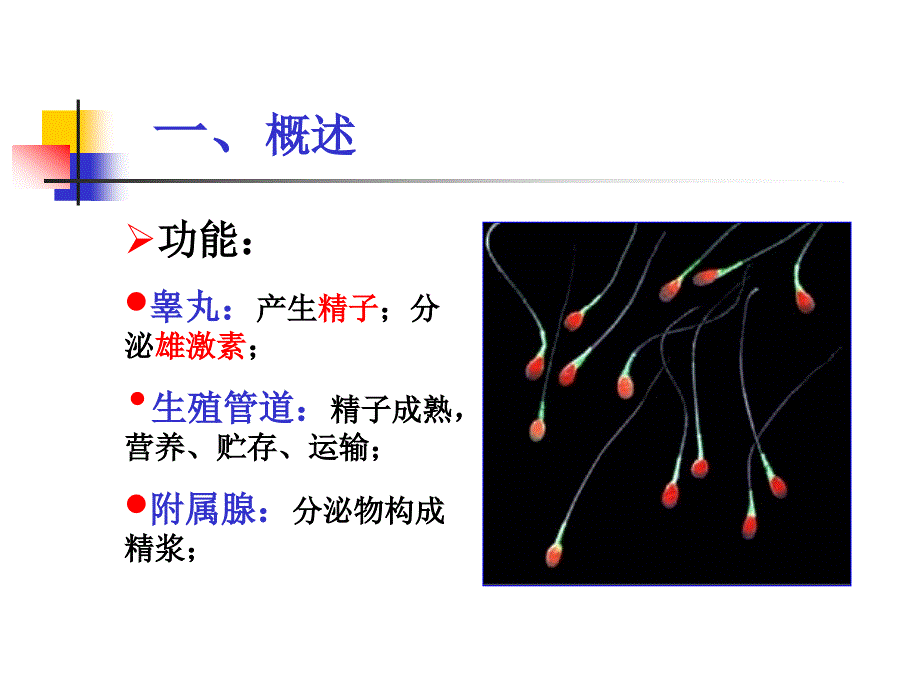 组织与胚胎学课件：17 男性生殖系统_第3页