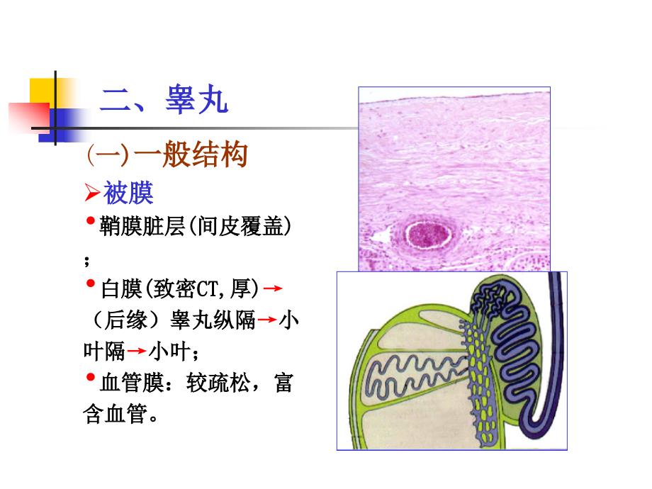 组织与胚胎学课件：17 男性生殖系统_第4页