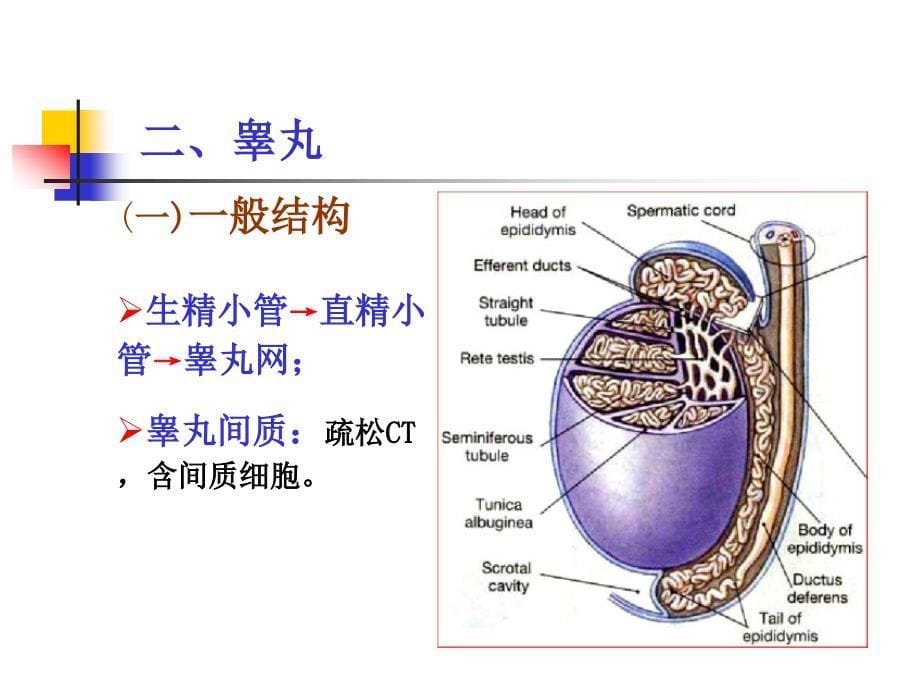 组织与胚胎学课件：17 男性生殖系统_第5页