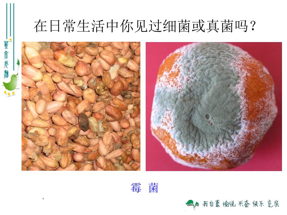 12第五单元第四章第一节细菌和真菌的分布_第3页