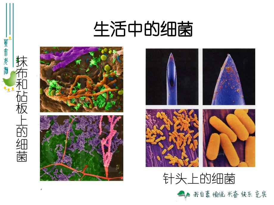 12第五单元第四章第一节细菌和真菌的分布_第4页