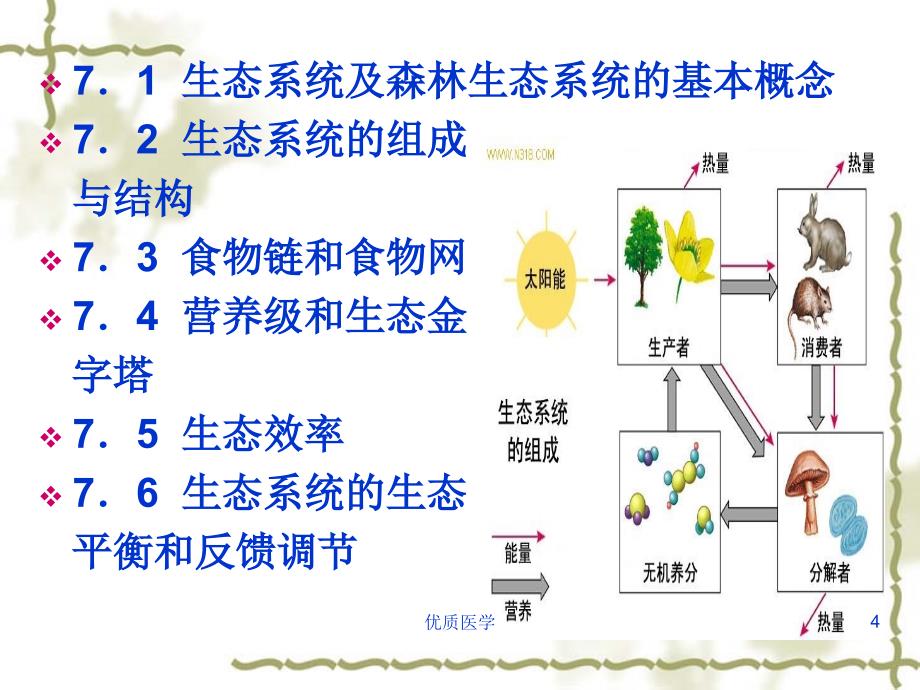 森林生态系统组成与结构#课堂课件_第4页