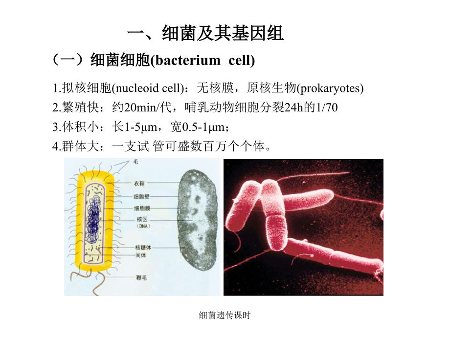 细菌遗传课时课件_第3页