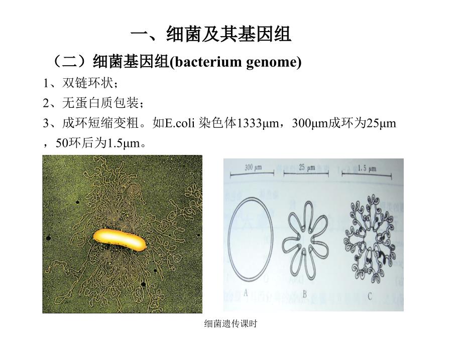 细菌遗传课时课件_第4页