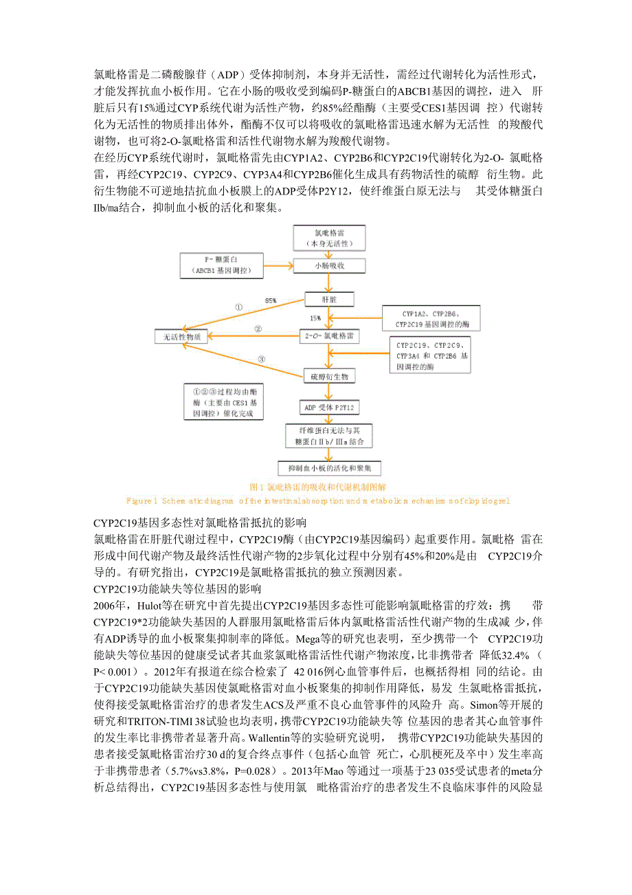 氯吡格雷是二磷酸腺苷受体抑制剂_第1页