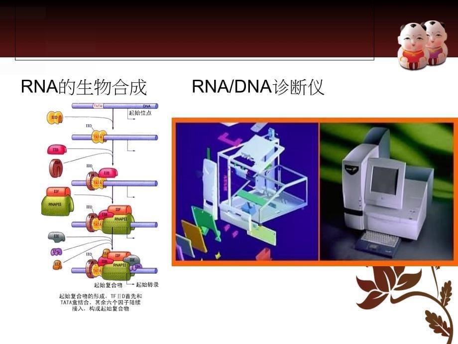 RNA的制备及纯度的鉴定_第5页