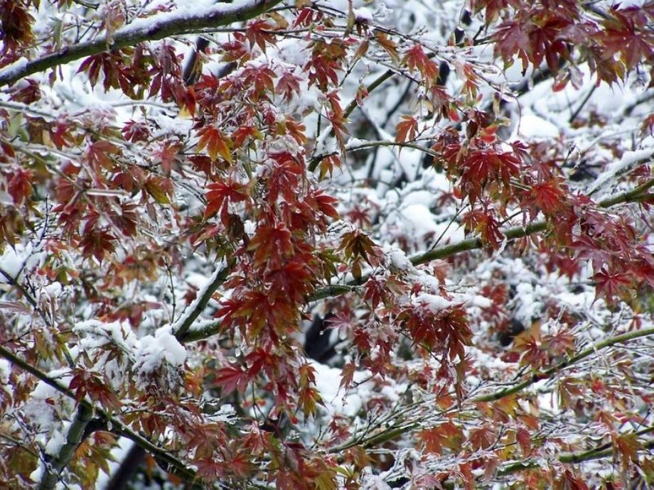 人教版小学语文一年级上册雪地里的小画家PPT课件新2_第4页