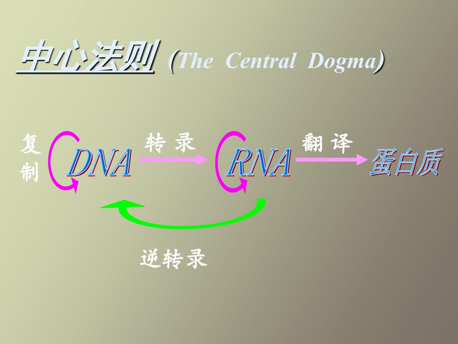 蛋白质的生物合成张敏_第2页