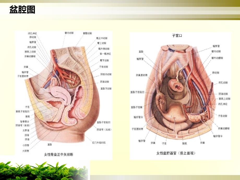 妇科肿瘤课件_第2页