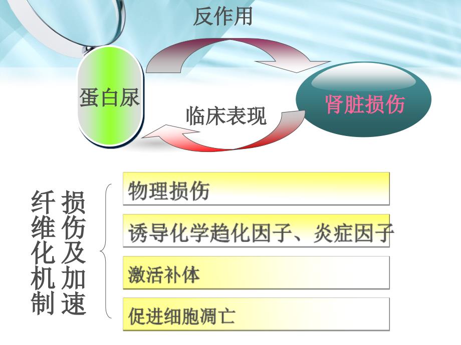 大黄素对白蛋白诱导人肾小管上皮细胞转分化的影响_第4页